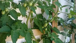 plantar e colher bons frutos