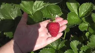 Ремонтантный сорт садовой земляники Альбион