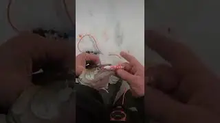 судак на little jeck