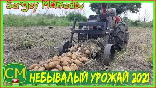 🥔Небывалый урожай картофеля 2021