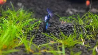 Planted Aquarium setup without CO2