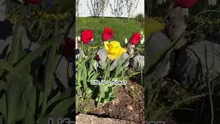 🌷🌷🌷