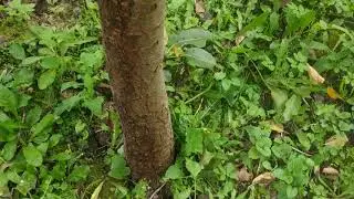 Почему трещины на коре груш?Причины и лечение.