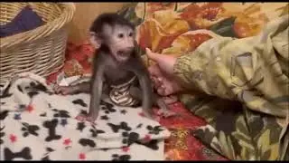 Анфиса. Первые шаги..