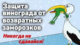 Как защитить виноградник от возвратных заморозков? 🥶