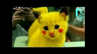 Приколы с Котами - Смешные кошки приколы😂 Попробуй не Засмеяться👍