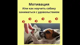 Мотивация, как  сделать команды быстрее? Как повысить мотивацию в дрессировке! Правильная игра