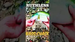Top Bass Fishing Thrills!