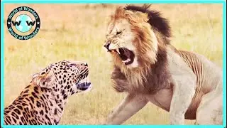 15 MOST BRUTAL Fighting Moments Between Savage Predators - Animal Fights