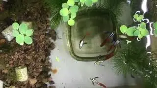 পিওর জাতের গাপ্পি থেকে মিক্সড গাপ্পি হওয়ার কারন কী?