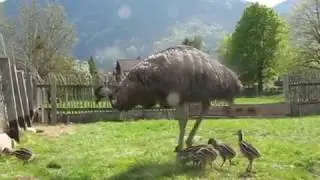 Emus Babies
