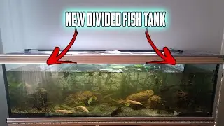 New Divided Fish Tank, Moving Fishs To Pond and Many More!! - Tranter Pets