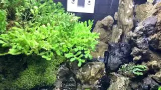 Mini Paludarium