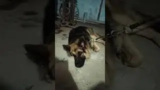 sheferd ka tabbiat kharab ho Gaya hai 😔#doglover #germanshepherd #viral #shortsfeed #gsd