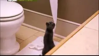 Котятки, не стоит совать свои носики в эту темочку