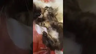 Кошечка упражняется с маминой головой .