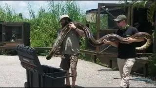 Moving GIANT 14' Reticulated Python!