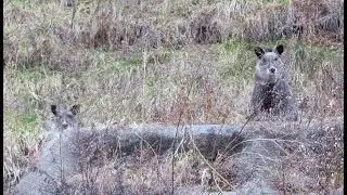 おかえり、カモシカ。