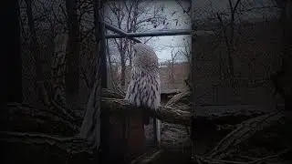 сова #shorts #nature