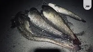 Pecanje Soma na voblera - Dunav u Đerdapu