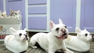 Cuddle Clones - Custom Slippers of YOUR Pet!