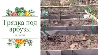 Подготовка грядки для посадки арбузов и дынь.
