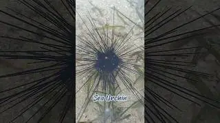 Sea Urchin #seaurchins #pets