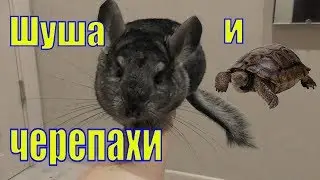 Знакомство шиншиллы и черепах/ Черепахи на прогулке /Елена и Зверята