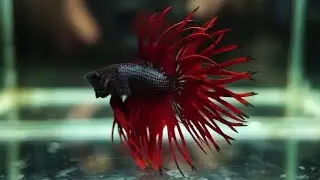 CROWN TAIL BETTA FISH