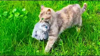 Momma cat carries kittens in the teeth