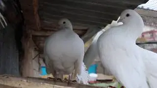 Pigeon Sound (Natural)