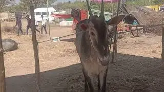 Hallikar Studbulls of Farmer Devaraj, Byatrayanakoppallu,Chikkuralli in Baby Betta Dhanagala Jhatre