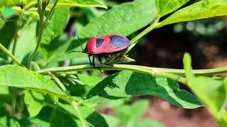 INSECT VIDEOGRAPHY 😈
