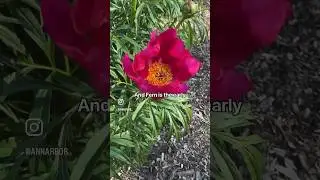 Bloomcast Update Episode 2 - Peony Garden #shorts #travel