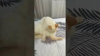 Кот Снежок #cat #котики