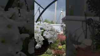 01.07.24 Гром и молнии в Ленинградской  области #идеидлясада