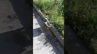 Тишулька пошел гулять.