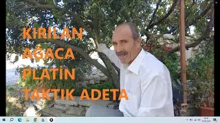 Kırılan Ağaca Platin Taktık Adeta