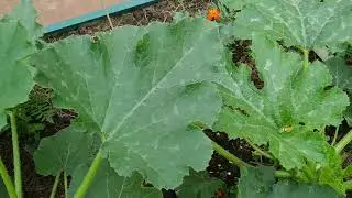 Сезон 6. Июль 2.07.2021 Пробежка по даче.