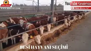 Besi Danalarında Ciğer Hastalığını Önlemenin Yolları?