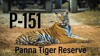 Tigers of Panna | P-151 | Bear Valley Camp | Sony Alpha