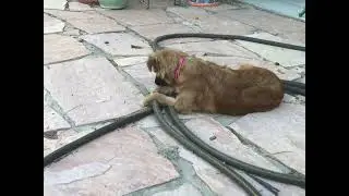 FEROCIOUS CHIHUAHUA - LucyLu  06/25/22