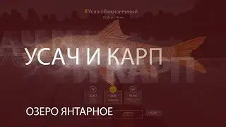 Русская рыбалка 4! Russian Fishing 4! Озеро Янтарное   Усач и Карп!