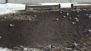 Dağlara buğdaylar serpin müslüman ülkesinde kuşlar açlıktan ölmesin@Muslim.TVofficial