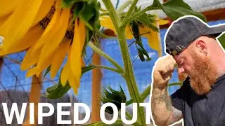 OFF GRID Sunflower FAMINE 2024