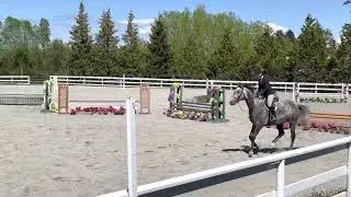 Sambuca - SSITS 626 Low Hunter (.75m)