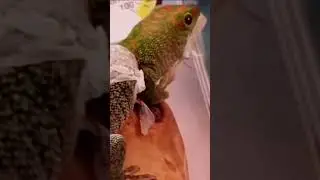 Gecko Removes SHED •Pulls & EATS SKIN!• #stayrad #beardeddragons  @ChuckNorrizBeardedDragons