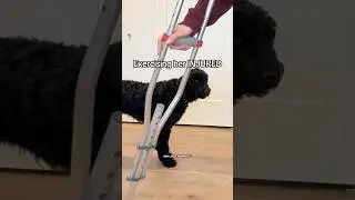 How to exercise your dog INDOORS! 