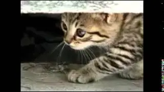 Моето котенце - песен