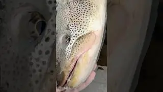 Как мне нравятся эти конопатые . #fishing #рыбалка #голец #кижуч #таймень #море #salmon #сима